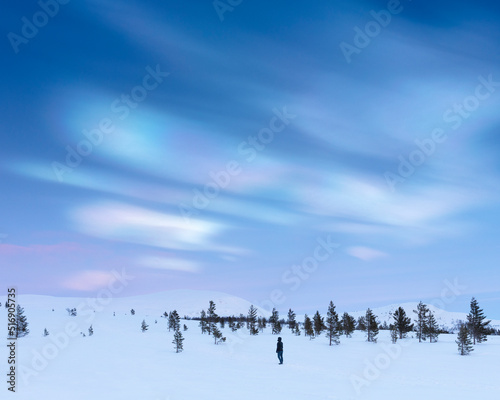 Forest in snow under pearl clouds at sunset photo