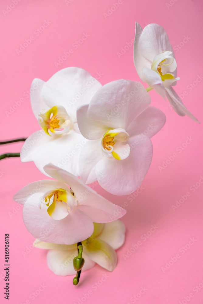 A branch of white orchids lies on a pink background
A branch of white orchids lies on a pink background