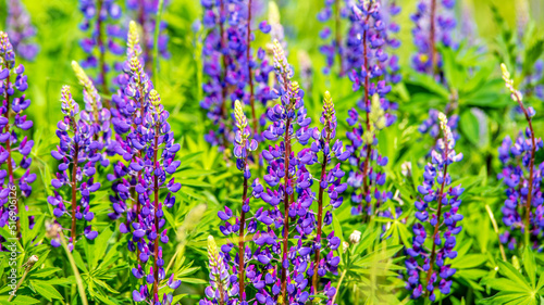 Blue lupine blooms on a forest glade 