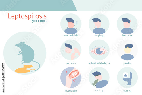 infographic of leptospirosis symptoms , silhouette character style , health concept.flat design.vector illustration.