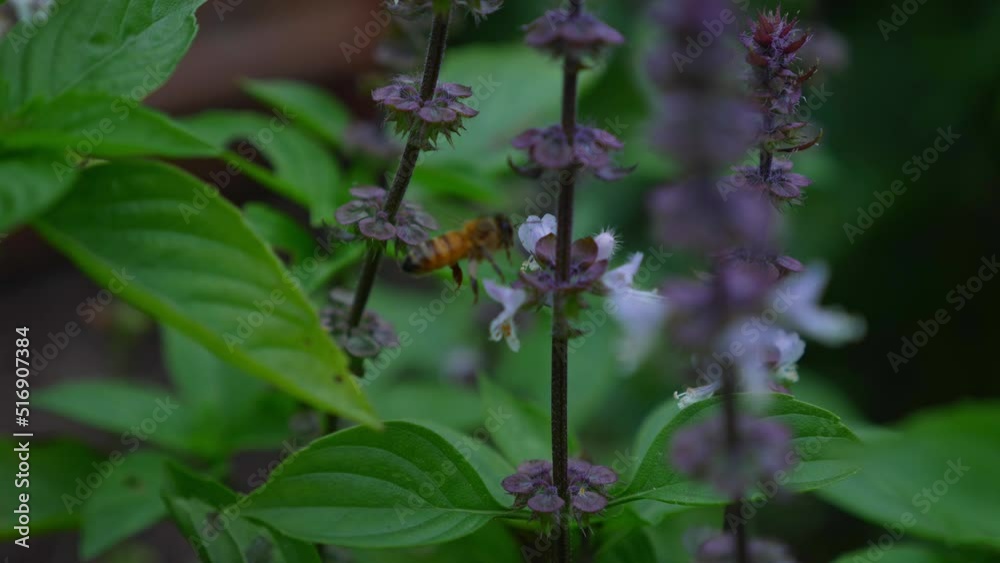 Basil Flower Stems With Hovering Australian Bee. Selective Focus Shot