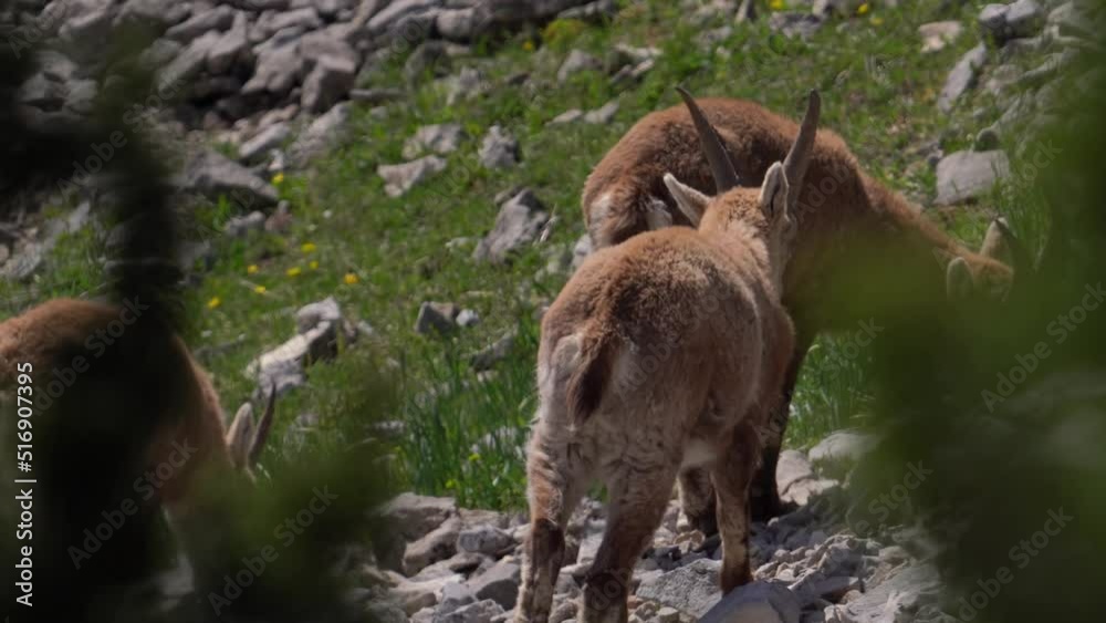 Ibex Animals Grazing On Rocky Mountains At Sunny Day. Selective Focus Shot Ibex Animals Grazing On Rocky Mountains At Sunny Day. Selective Focus Shot