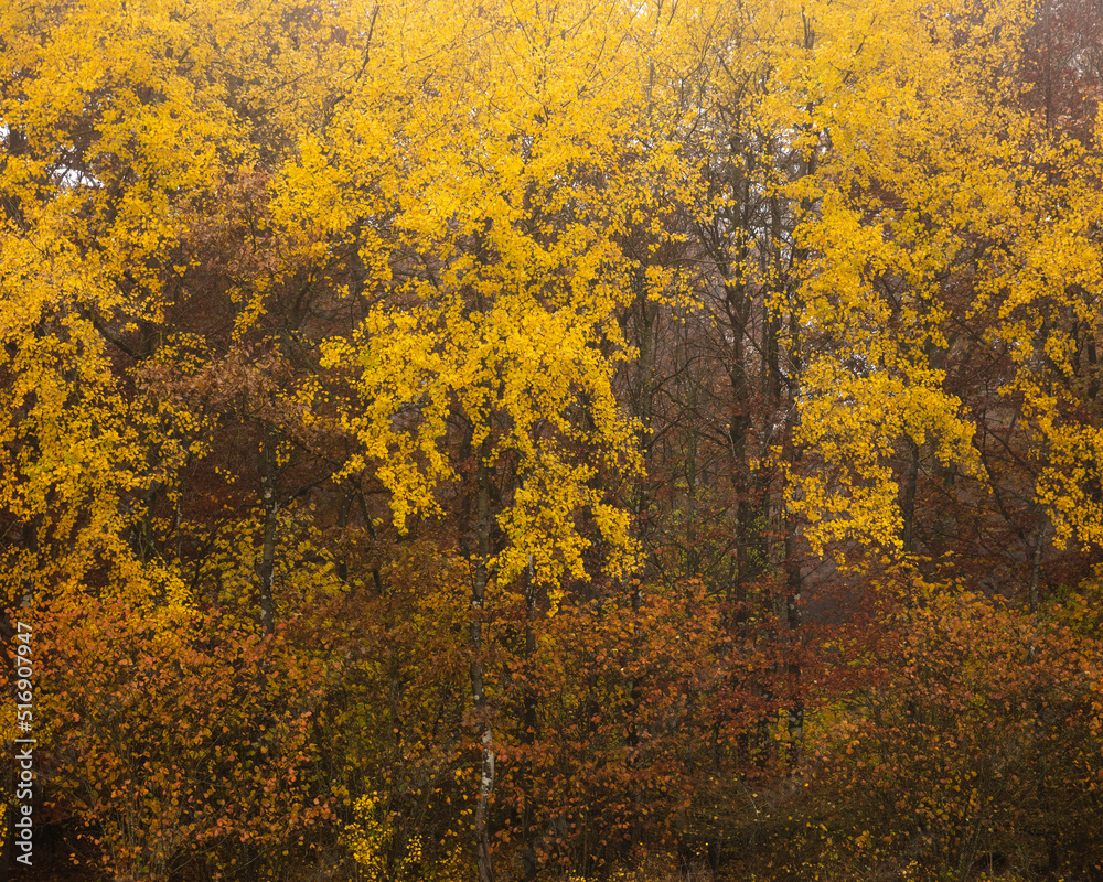 Forest in autumn Forest in autumn