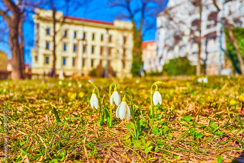 Beautiful snowdrops on the grass of Denis Gadens in Brno, Czech Republic