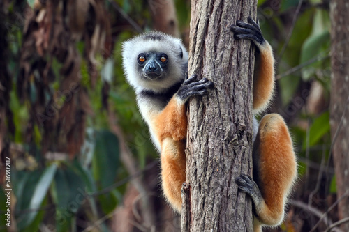 Diademed sifaka lemur (Propithecus diadema) – portrait, Madagascar nature photo