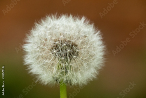 dandelion head