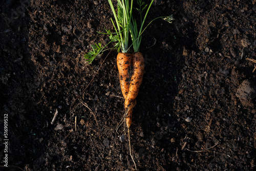 Carrot in soil photo