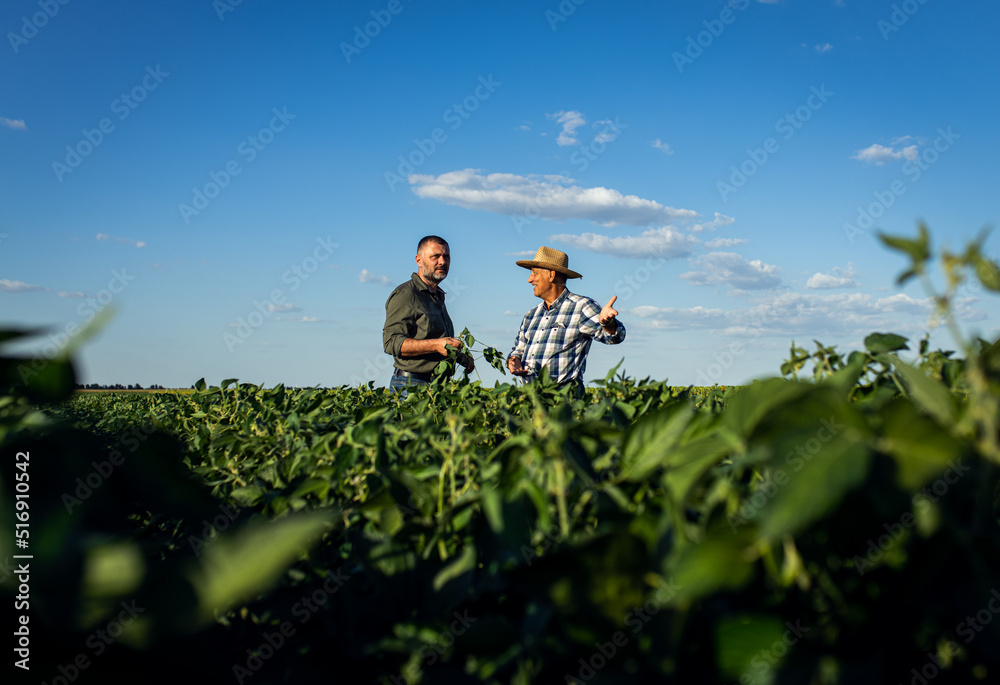 Two farmers in a field examining soy crop. Two farmers in a field examining soy crop.