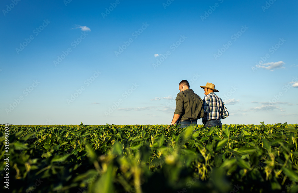 Fototapeta premium Rear view of two farmers in a field examining soy crop.