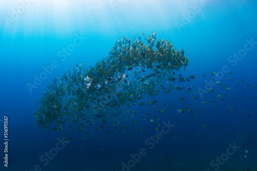 A school of Silver Batfish swims in the open water. Underwater world of Tulamben, Bali, Indonesia.