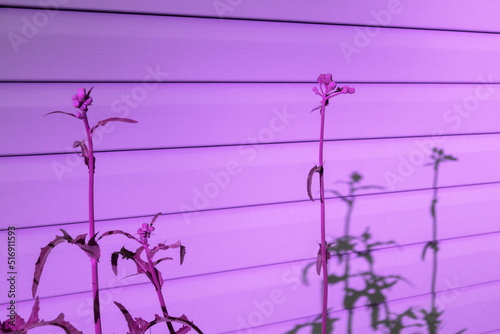 Weed plants with shadow at building wall highlighted with pink light