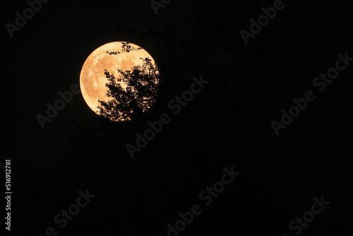 Full moon with silhouette d branches in front