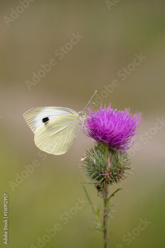 Cabbage white butterfly (Pieris brassicae). photo