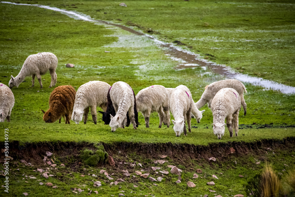 Foto de Fauna of Soth America. Wilsd animals and birds in Peru area do ...