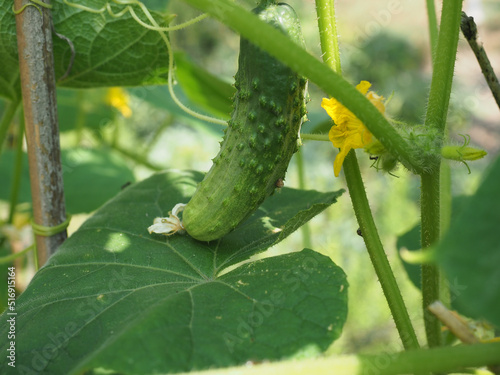 cucumber vegetables food