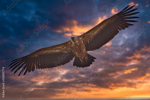 vulture flying with wings fully spread under dramatic deep red and blue sky at sunset