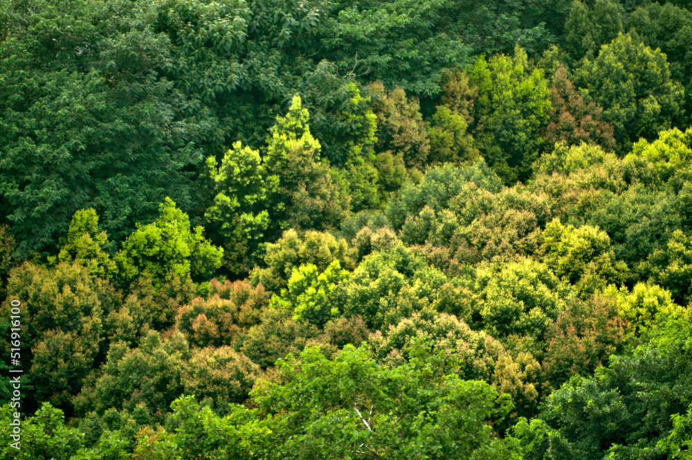 Aerial view beautiful deciduous forest Aerial view beautiful deciduous forest