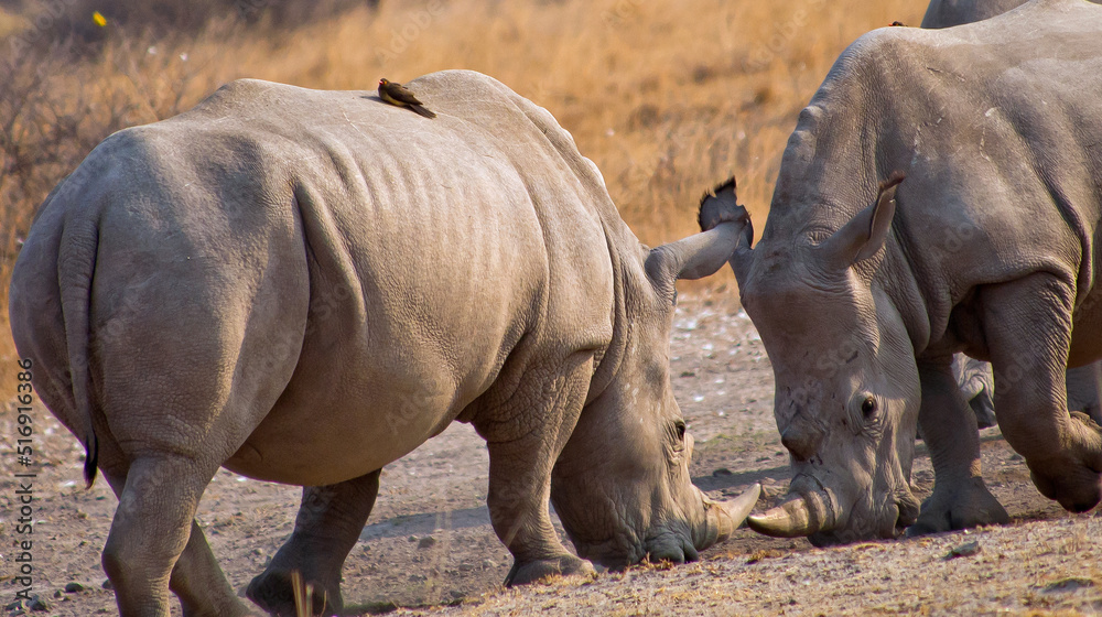 Obraz premium White Rhinoceros, Ceratotherium simum, Square-lipped Rhinoceros, Khama Rhino Sanctuary, Serowe, Botswana, Africa