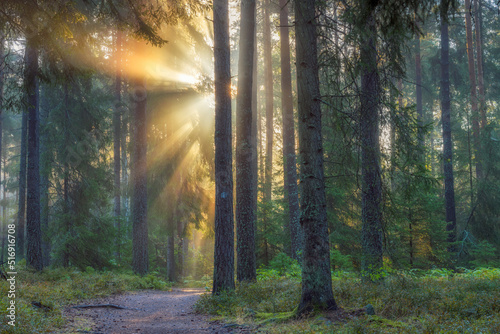 Sunset in pine forest in Lidingo Sweden