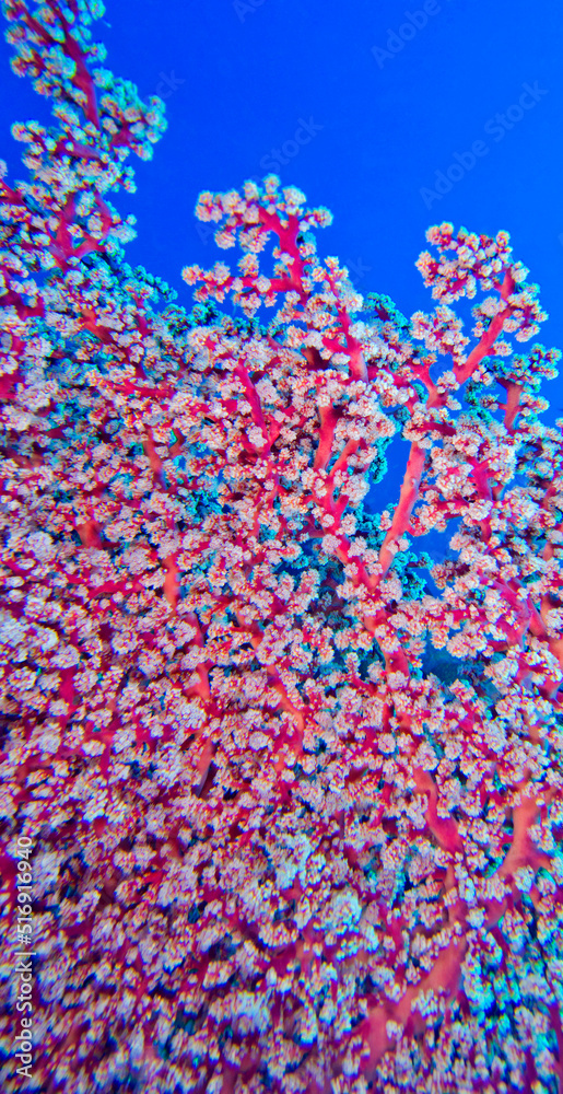 Fototapeta premium Multi-branched Trees Soft Coral, Coral Reef, Bunaken National Marine Park, Bunaken, North Sulawesi, Indonesia, Asia.