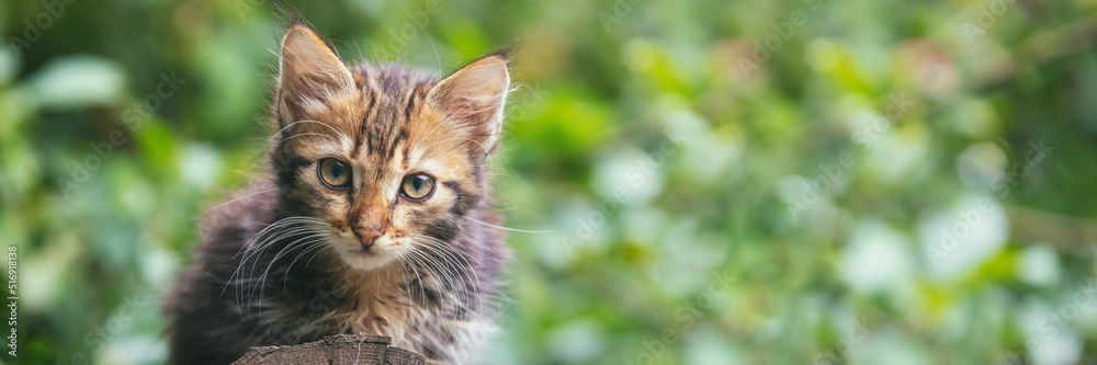Little kitten sitting in the summer garden. Horizontal banner