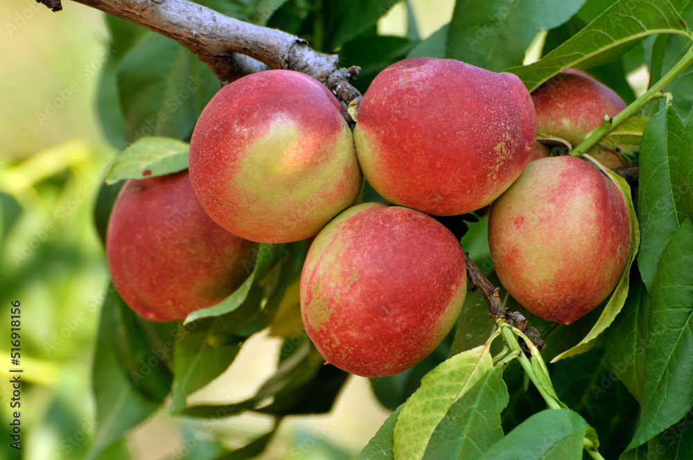 The tree of the peach