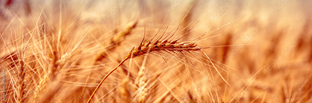 Golden wheat field at sunset. Beautiful nature. Horizontal banner