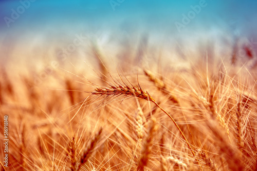 Golden wheat field at sunset. Beautiful nature