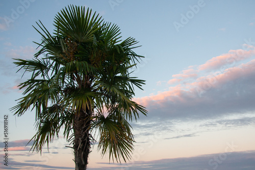 Palme mit Abendstimmung