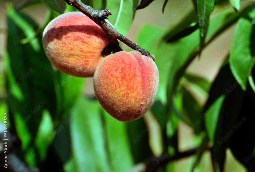The tree of the peach The tree of the peach