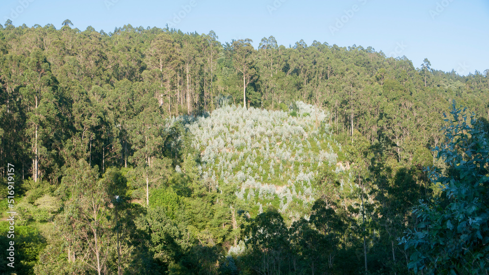 Bosque de eucaliptos nuevo rodeado de antiguo