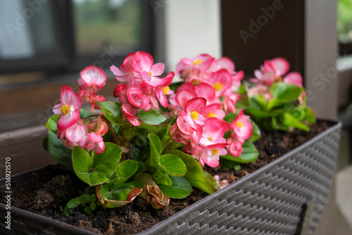 A beautiful flower begonia of fuchsia color growing in the pot at the terrace. Planting and gardening concept photo