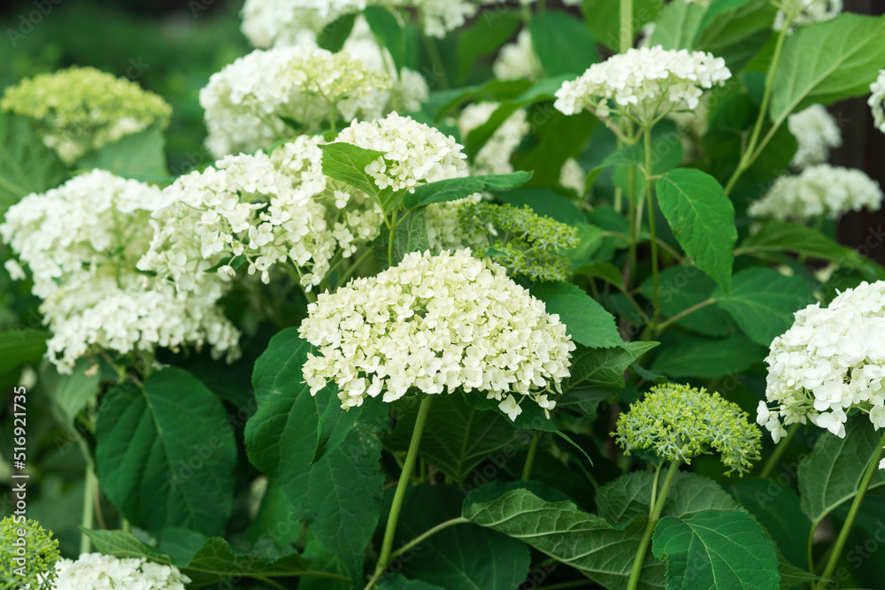White flowers of hydrangea growing in the garden White flowers of hydrangea growing in the garden