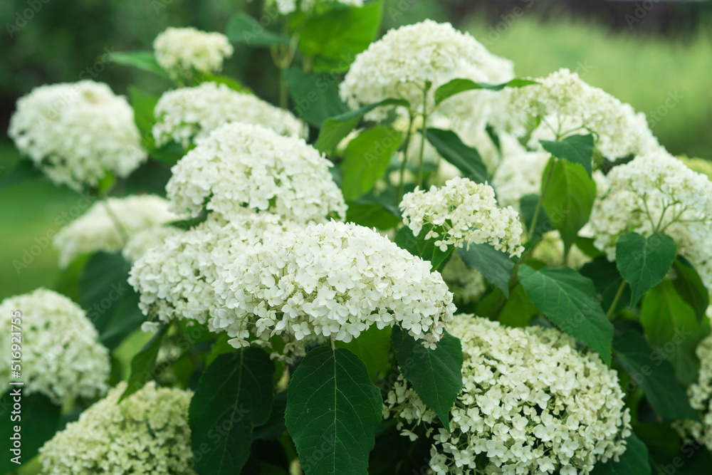 White flowers of hydrangea growing in the garden White flowers of hydrangea growing in the garden