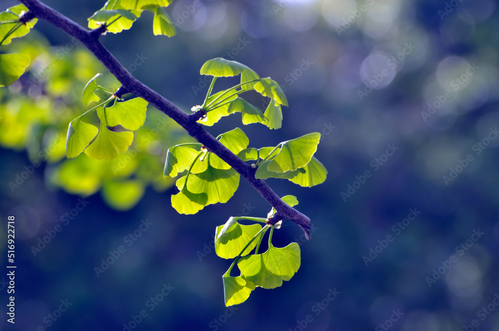 green ginkgo leaves in spring	