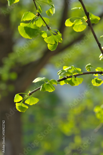 green ginkgo leaves in spring 