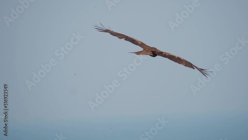 Closeup shot of an eagle looking for prey in front of the blue Arabian sea as seen from the Chapora Fort at Goa in India. Eagle hunting for its food. Eagle searching for its prey while flying.  photo