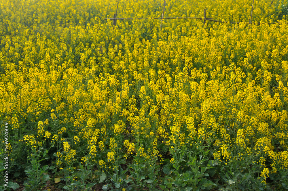 Obraz premium Rape field and mountain range in Spring