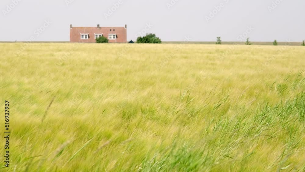 Agricultural field of yellow green barley wheat in strong wind. The barley grain ripens in warm sunlight. On the horizon an orange roof of a house. Video with selective focus. Agricultural field of yellow green barley wheat in strong wind. The barley grain ripens in warm sunlight. On the horizon an orange roof of a house. Video with selective focus.