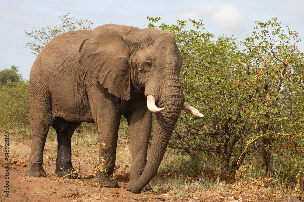 Obraz premium Afrikanischer Elefant / African elephant / Loxodonta africana