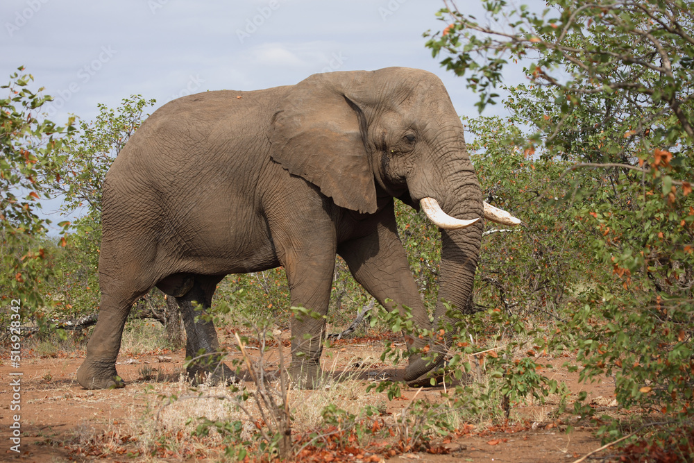 Obraz premium Afrikanischer Elefant / African elephant / Loxodonta africana