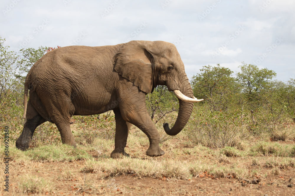 Fototapeta premium Afrikanischer Elefant / African elephant / Loxodonta africana