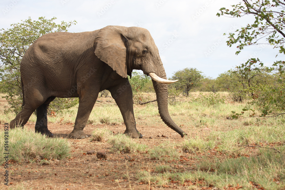 Fototapeta premium Afrikanischer Elefant / African elephant / Loxodonta africana