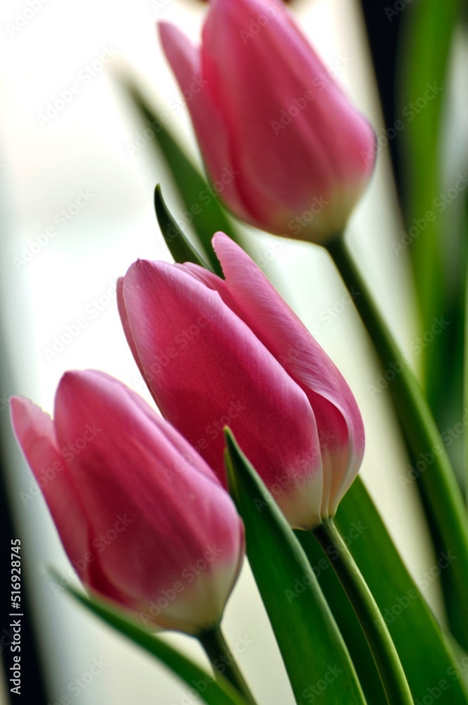 blossoming tulips in spring blossoming tulips in spring