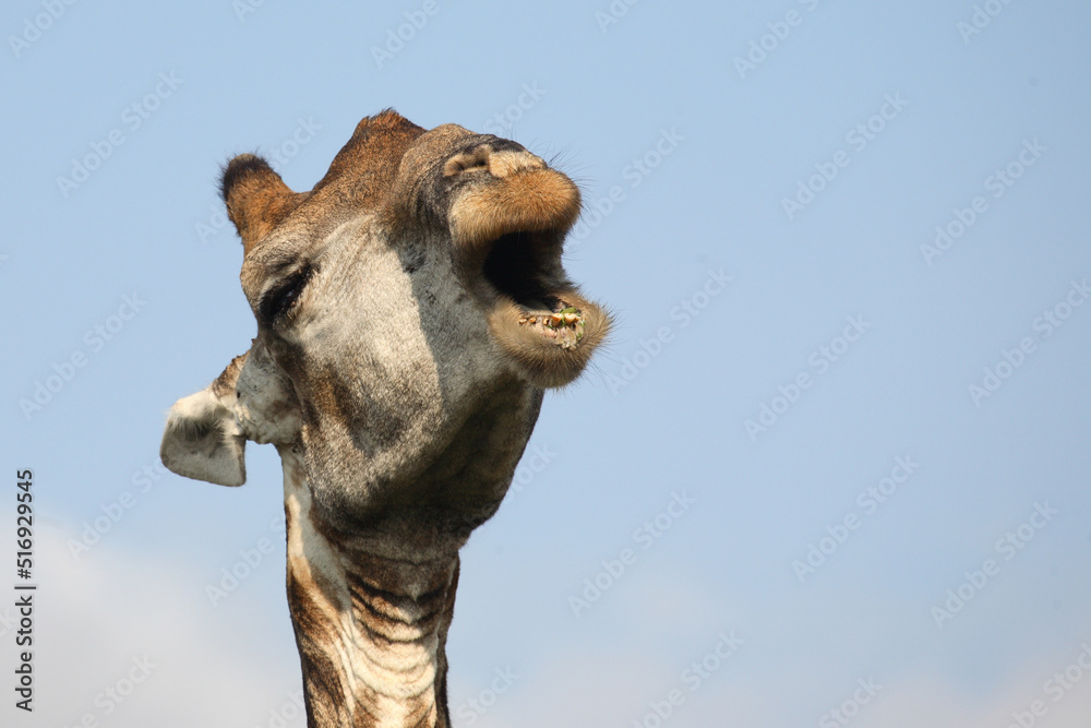 Obraz premium Giraffe / Giraffe / Giraffa Camelopardalis