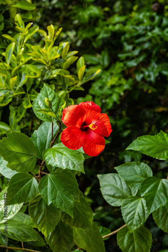 Bright large red flower of Chinese hibiscus (Hibiscus rosa-sinensis) on blurred background of garden greenery. Chinese rose or Hawaiian hibiscus plant in sunlight. Nature concept for design.
