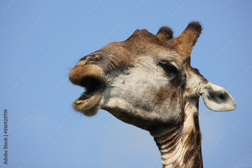 Obraz premium Giraffe / Giraffe / Giraffa Camelopardalis