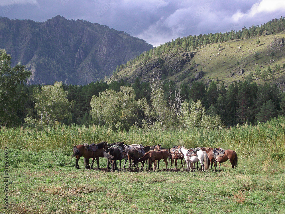 A herd of horses grazes against the backdrop of mountains. There are storm clouds in the sky. Hobby. Leisure. Animal care. Horses.