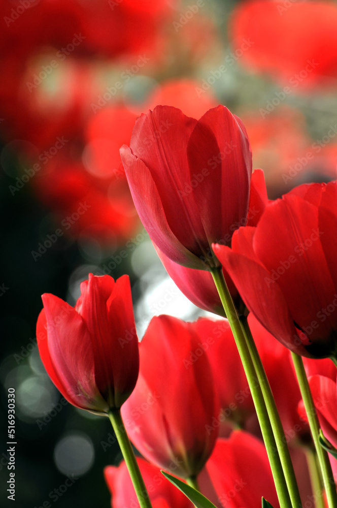 blossoming tulips in spring blossoming tulips in spring