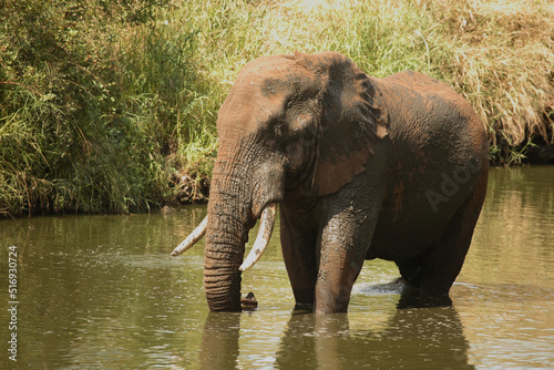 Afrikanischer Elefant im Nhlowa River  African elephant in Nhlowa River   Loxodonta africana